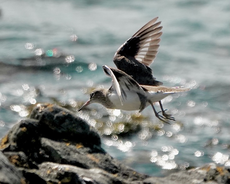 common sandpiper